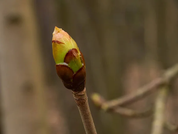 Close Spring Buds Leaves Trees Selective Focus — Stock Photo, Image