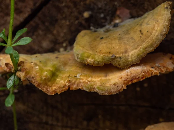 Cogumelos Venenosos Parasitando Árvore Foco Seletivo — Fotografia de Stock