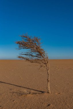 Sahra Çölü 'nün ortasındaki küçük ağaç. Çad, Afrika