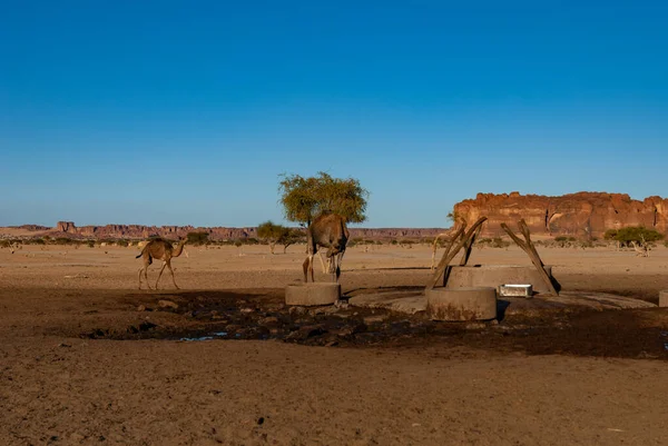 Camels are approaching the well in the desert oasis. Sahara desert, Chad, Africa.