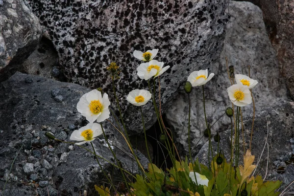 Flores Blancas Amarillas Duro Ambiente Groenlandia — Foto de Stock