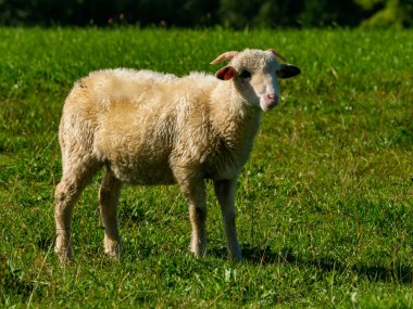 Güneşin altında duran sevimli koyunlar.