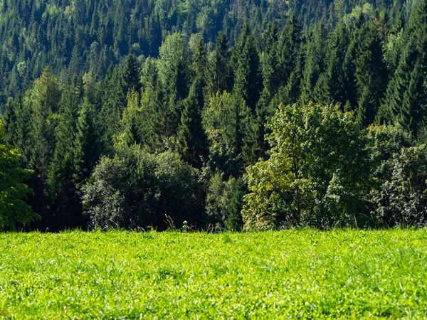 Green meadow and wall of trees. Can work well as a background.