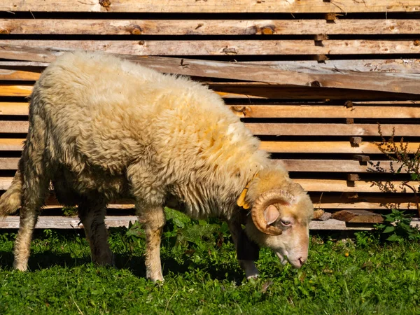 Güneşin Altında Otlayan Sevimli Koyunlar — Stok fotoğraf