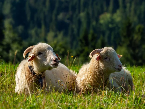 Две Овцы Лежат Отдыхают Лугу — стоковое фото