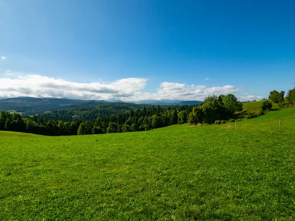 Herbe Ensoleillée Prairie Forêt Arrière Plan Ciel Bleu — Photo