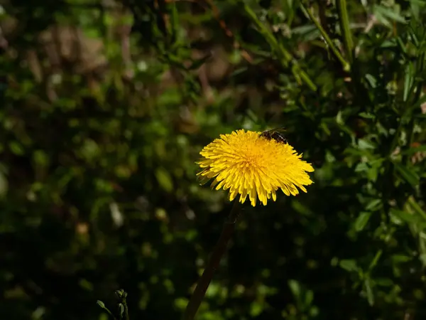 Pszczoła Siedząca Żółtym Mniszku Słońcu — Zdjęcie stockowe