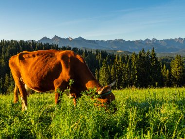 Ormanın ve Tatra Dağları 'nın arka planında otlayan kahverengi inek. Polonya.