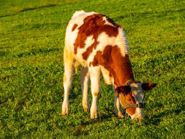 Otlakta otlayan benekli şirin bir buzağı..