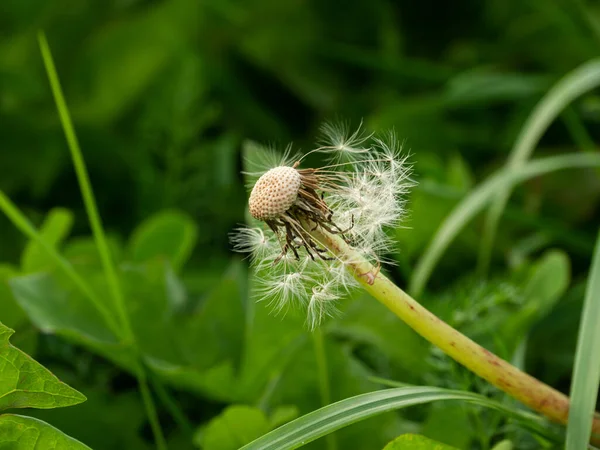 Bir Karahindiba Çiçeğinin Kısmen Boş Tohum Başını Kapat Seçici Odak — Stok fotoğraf
