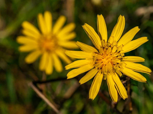 Blisko Żółty Kwiat Czas Letni — Zdjęcie stockowe