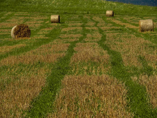 Des Gerbes Foin Sur Champ Fin Été — Photo