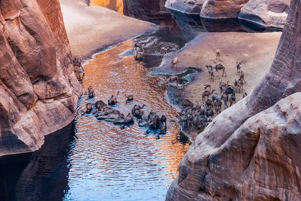 Guelta d\'Archei waterhole near oasis, camels dringing the woater, Ennedi Plateau, Chad, Africa