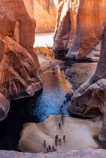 Guelta d 'Archei waterhole near oasis, camels dringing the woater, Ennedi Plateau, Chad, Africa
