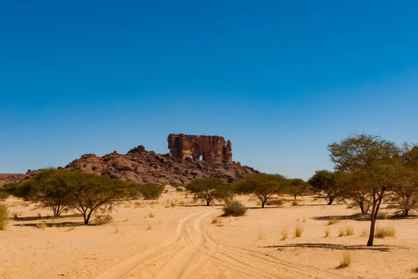 Природна Порода Пустельна Рослинність Суха Трава Низькі Дерева Пустеля Сахара — стокове фото