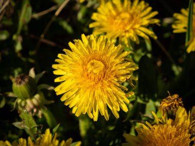 Güneşli bir günde sarı deve dikeni Macro shot 'ı. Seçici odak.