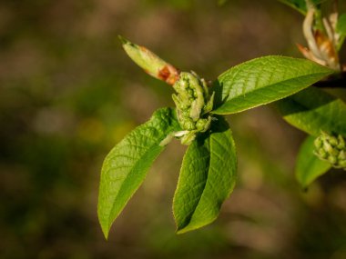 Bahar ağacı tomurcuklarını ve erken yaprakları kapatın. Seçici odak.