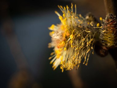 İlkbaharda Catkin 'i kapatın. Sarı çiçek kekemeliği. Seçici odak