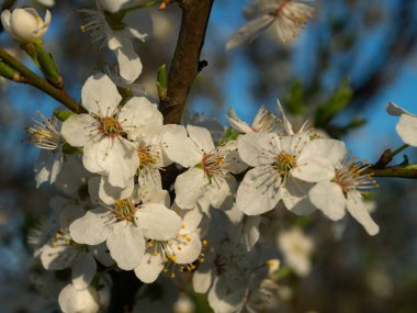 Güneşli bir günde, beyaz elma çiçekleriyle dalları kapatın. Seçici odak.