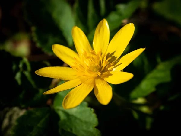 Macro Shot Fiore Giallo Con Nome Scientifico Ficaria Verna Hanno — Foto Stock