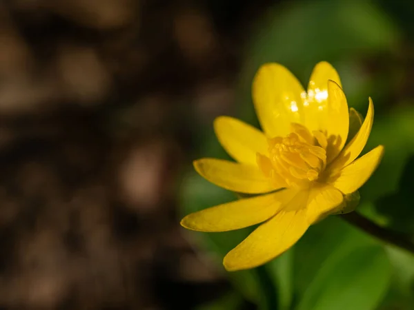 Macro Shot Yellow Flower Scientific Name Ficaria Verna Have Lot — стоковое фото