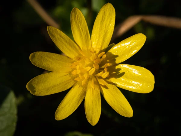 Macro Shot Fleur Jaune Avec Nom Scientifique Ficaria Verna Mais — Photo