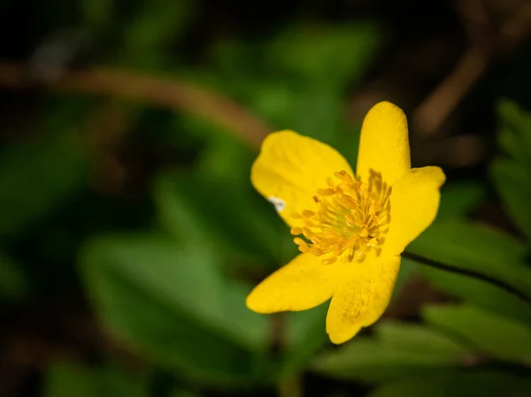Macro Shot Yellow Flower Scientific Name Ficaria Verna Have Lot — стоковое фото