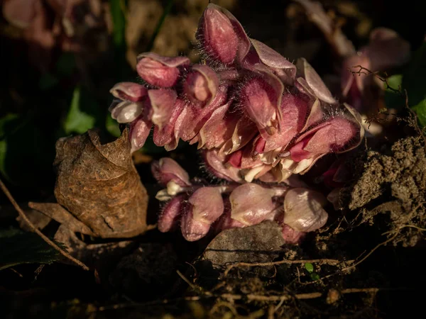 Макрознімок Кульмінації Латра Звичайний Зубний Камінь Фіолетова Квітка Вибірковий Фокус — стокове фото
