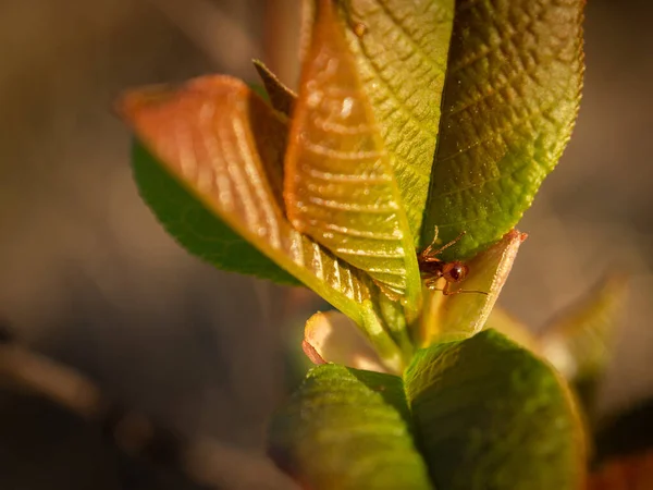 Primer Plano Brotes Árboles Primavera Hojas Tempranas Con Hormiga Dentro — Foto de Stock