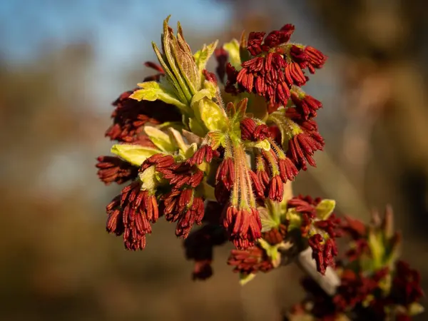장미꽃 봉오리 스텐스 잎등을 가까이 선택적 — 스톡 사진