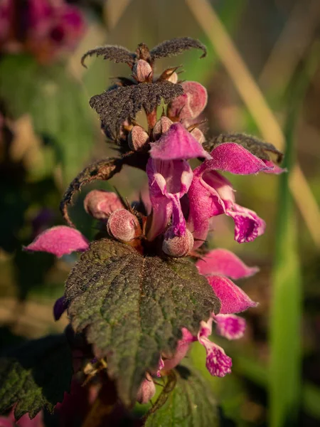 Macro Tiro Flor Chamada Flor Urtiga Morta Vermelha Foco Seletivo — Fotografia de Stock