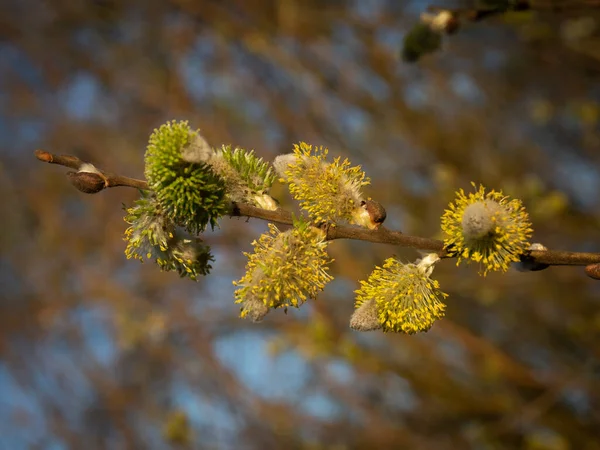 봄철에는 나뭇가지를 꽃병으로 덮는다 선택적 — 스톡 사진