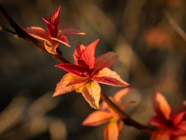 赤い小さな新鮮な葉で小枝を閉じます 選択的焦点 — ストック写真