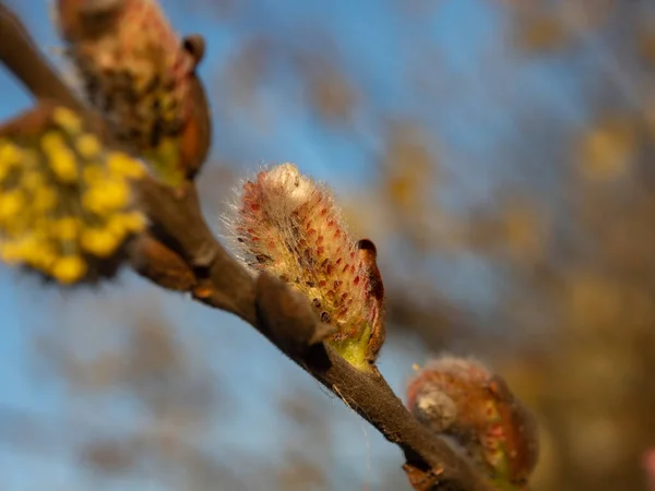 봄철에는 나뭇가지를 꽃병으로 덮는다 봉오리들 선택적 — 스톡 사진