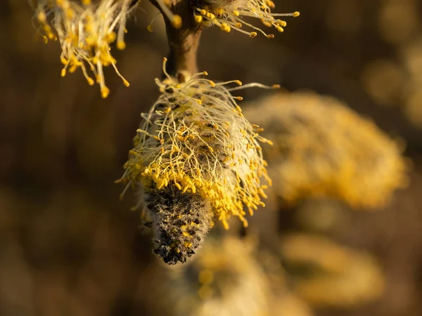 Close Twig Catkins Springtime Yellow Flower Stamens Selective Focus — Stock Photo, Image