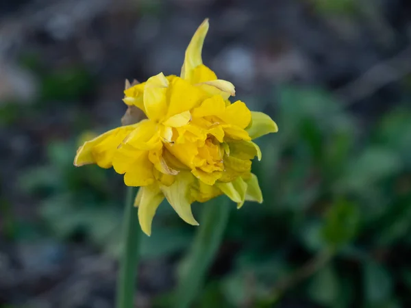 Gul Vårblomma Våren Selektiv Inriktning — Stockfoto