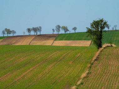 Kırsal baharda sürülen tarlaların manzarası. Yeşil çimenler ve ağaçlar. Ponidzie. Polonya