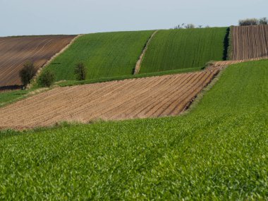 Kırsal baharda sürülen tarlaların manzarası. Yeşil çimenler ve ağaçlar. Ponidzie. Polonya