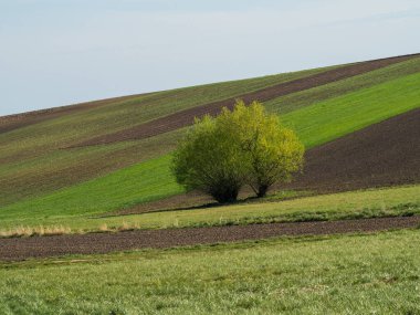 Kırsal baharda sürülen tarlaların manzarası. Yeşil çimenler ve ağaçlar. Ponidzie. Polonya