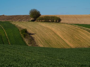Kırsal baharda sürülen tarlaların manzarası. Yeşil çimenler ve ağaçlar. Ponidzie. Polonya