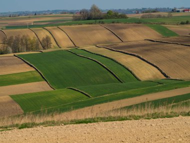 Kırsal baharda sürülen tarlaların manzarası. Yeşil çimenler ve ağaçlar. Ponidzie. Polonya