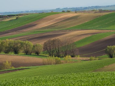 Kırsal baharda sürülen tarlaların manzarası. Yeşil çimenler ve ağaçlar. Ponidzie. Polonya