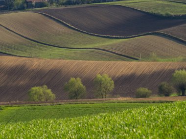 Kırsal baharda sürülen tarlaların manzarası. Yeşil çimenler ve ağaçlar. Ponidzie. Polonya