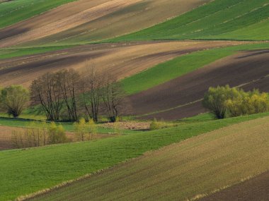 Kırsal baharda sürülen tarlaların manzarası. Yeşil çimenler ve ağaçlar. Ponidzie. Polonya