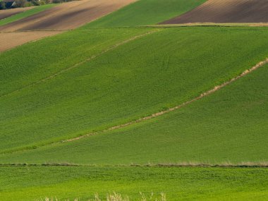 Kırsal baharda sürülen tarlaların manzarası. Yeşil çimen ve kahverengi zemin. Ponidzie. Polonya