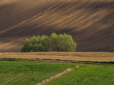 Kırsal baharda sürülen tarlaların manzarası. Yeşil çimenler ve ağaçlar. Ponidzie. Polonya