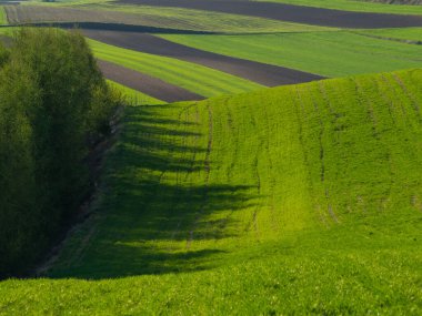 Kırsal baharda sürülen tarlaların manzarası. Yeşil çimenler ve ağaçlar. Ponidzie. Polonya