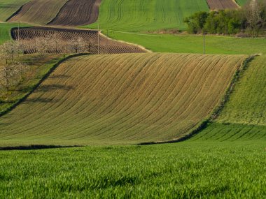 Kırsal baharda sürülen tarlaların manzarası. Yeşil çimenler ve ağaçlar. Ponidzie. Polonya