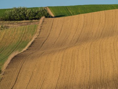 Kırsal baharda sürülen tarlaların manzarası. Yeşil çimenler ve ağaçlar. Ponidzie. Polonya