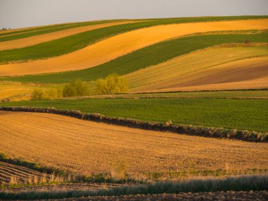 Kırsal baharda sürülen tarlaların manzarası. Yeşil çimenler ve ağaçlar. Ponidzie. Polonya